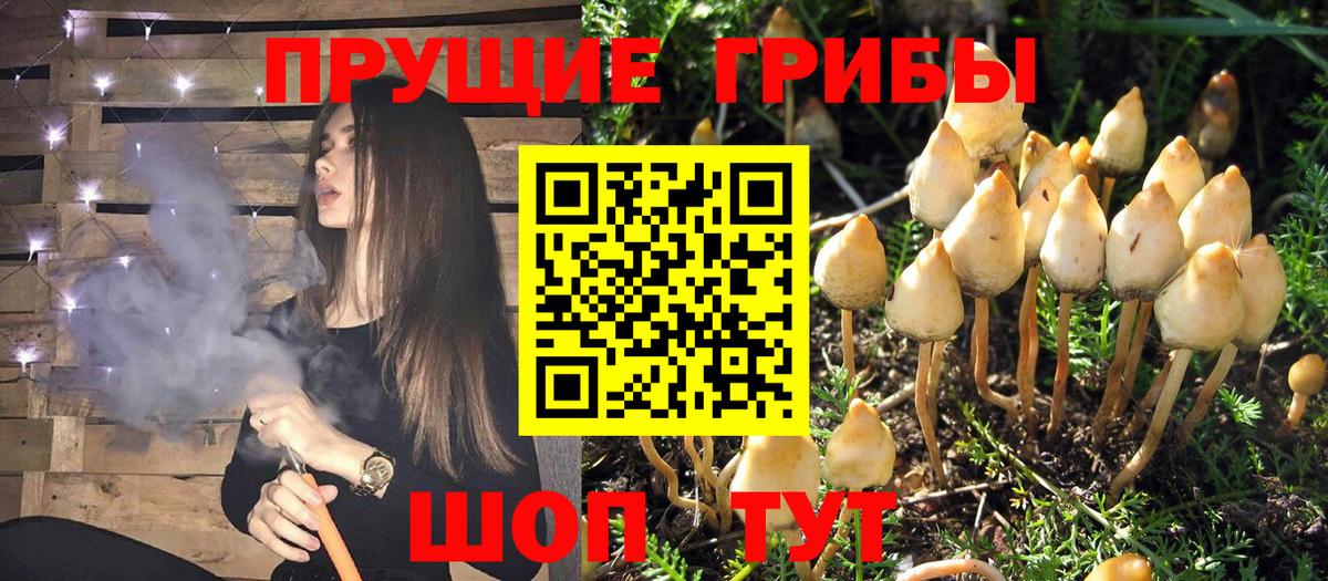 Галлюциногенные грибы Psilocybine cubensis Вязьма
